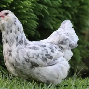 Ameraucanas