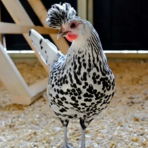 Appenzeller