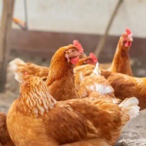 Red Stars Chickens