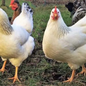 Delaware Chickens
