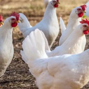 Leghorn Chickens