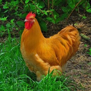 Orpington Rooster