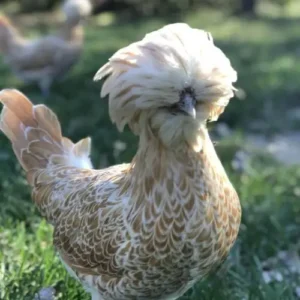 Polish Hen