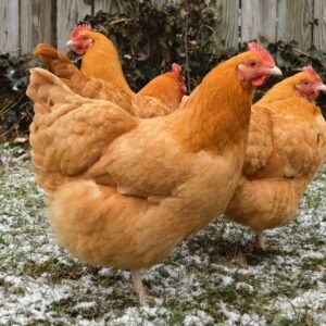 Orpington Hens