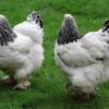 Brahmas Hens