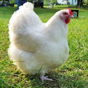 Cochin Hens