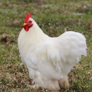 Cochin Rooster