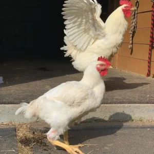 Cornish Hens