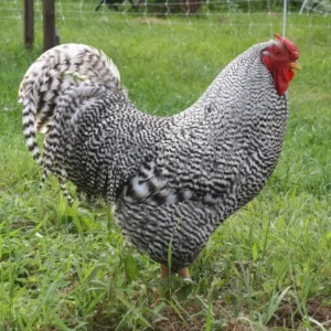 Dominik Hens