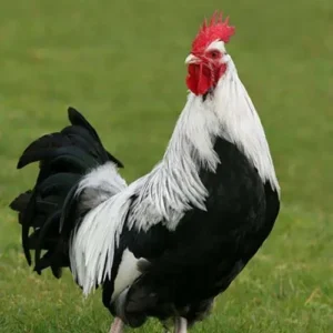 Dorking Hens