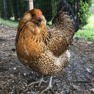 Easter Egger Hens