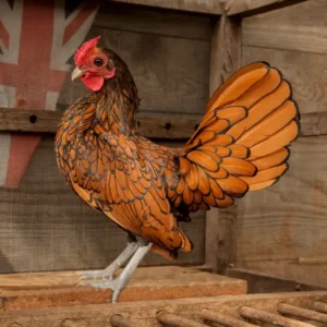 Sebright Hens