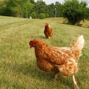 ISA Brown Hens