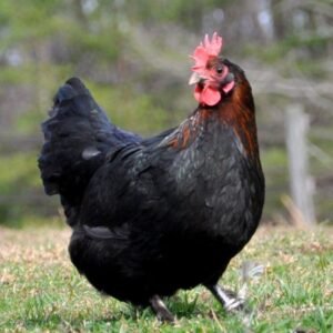 Marran Hens
