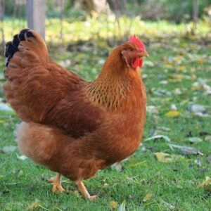 New Hampshire Hens