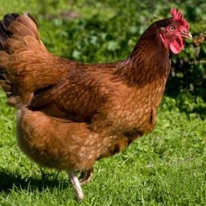 Rhode Island Red Hens