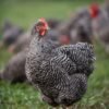 Barred Rock Hens