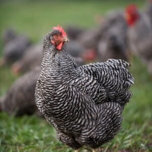 Barred Rock Hens