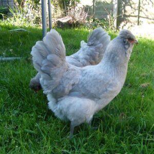 Araucana Hens