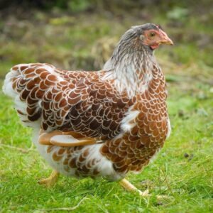 Wyandotte Hens