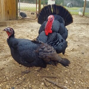 Black Spanish Turkey