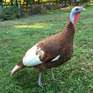 Bourbon Red Turkey