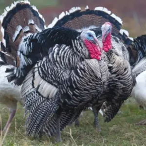 Bronze Heritage Standard Turkey
