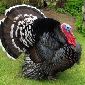 Standard bronze turkey