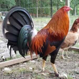 Sweater GameFowl
