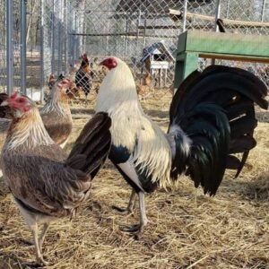 American GameFowl