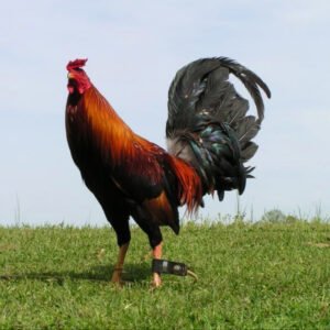 Democrats GameFowl