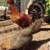 Red Quail GameFowl
