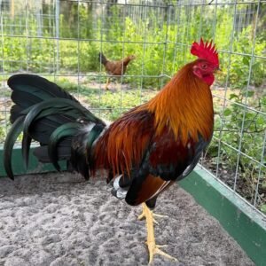 Kelso GameFowl