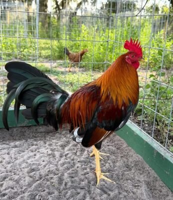 Kelso GameFowl