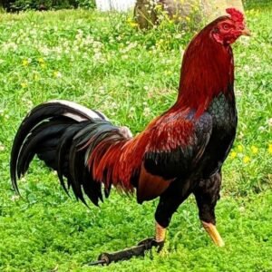Black Breasted Red Aseel GameFowl