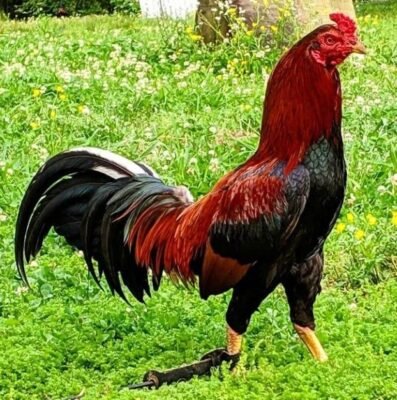 Black Breasted Red Aseel GameFowl