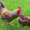 Bielefelders Chicks