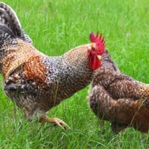 Bielefelders Chicks