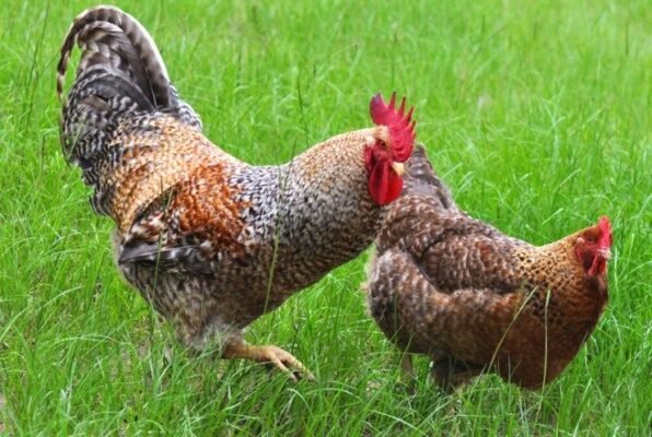 Bielefelders Chicks