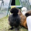 Silkies