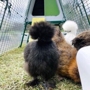 Silkies