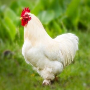 Adorable White Cochin Bantam Chicks for Sale