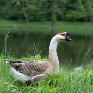 African Goslings