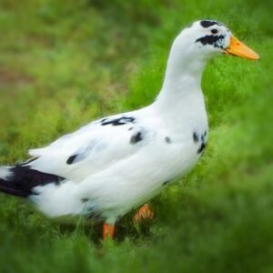 Ancona Ducklings for Sale