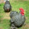 Barred Cochin Bantam Chicks for Sale