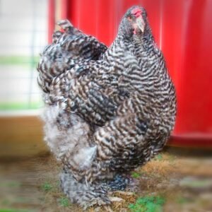 Barred Cochin Chicks for Sale - Striking & Family-Friendly