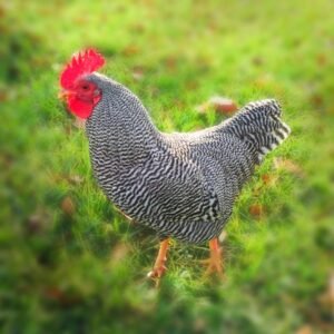 Barred Plymouth Rock chicks