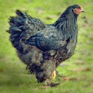 Black Cochin Chicks for Sale - Elegant, Friendly Birds