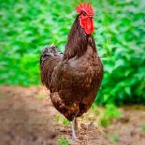 Black Jersey Giant Chicks for Sale