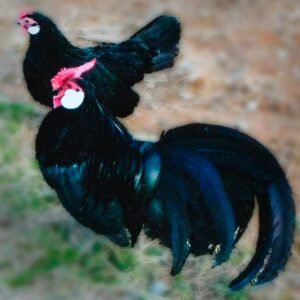 Black Rosecomb Bantam Chicks for Sale
